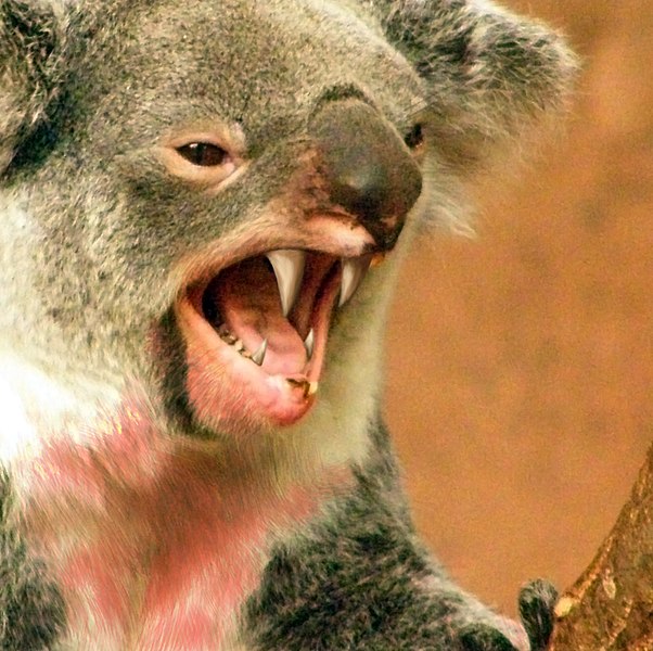 A dropbear